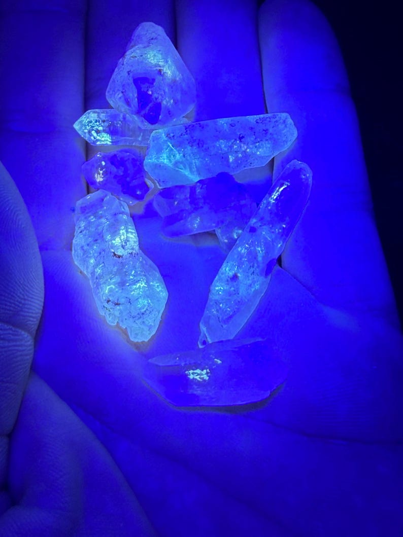 A handful of clear pointed crystals fluorescing electric blue under shortwave UV light, held in the cutter's palm.