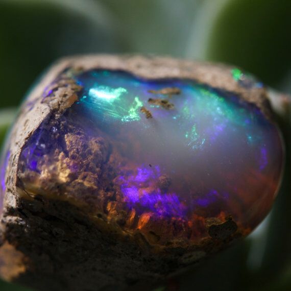 Rough Ethiopian Welo opal held in the cutter's fingers — vivid blue and purple play-of-color in a translucent crystal body, leaves visible in the soft-focus background.